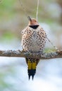 Happy yellow shafted flicker - Colaptes auratus on a springtime tree branch.