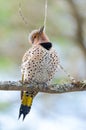 Happy yellow shafted flicker - Colaptes auratus on a springtime tree branch.