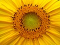 Happy Yellow Summer Sunflower Royalty Free Stock Photo