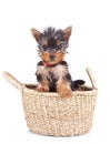 Happy yorkie toy Royalty Free Stock Photo