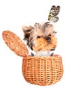 Happy yorkie toy standing in a basket Royalty Free Stock Photo