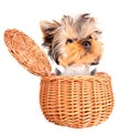 Happy yorkie toy standing in a basket Royalty Free Stock Photo