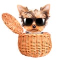 Happy yorkie toy with sun glasses in a basket Royalty Free Stock Photo