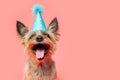 Happy Yorkshire terrier dog with birthday party hat isolated on pink red pastel background, copy space for text