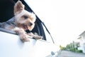 A happy Yorkshire Terrier dog is hanging is tongue out of his m