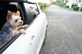 A happy Yorkshire Terrier dog is hanging is tongue out of his m