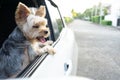 A happy Yorkshire Terrier dog is hanging is tongue out of his m