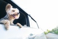 A happy Yorkshire Terrier dog is hanging is tongue out of his m