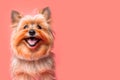 Happy Yorkshire terrier dog isolated on pink red pastel background, copy space for text