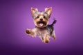 Happy Yorkshire Terrier Dog In Jumping, In Flight On Purple Background. Generative AI