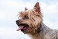 Happy Yorkshire Terrier dog portrait, panting with tongue out. Royalty Free Stock Photo