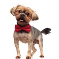 Happy yorkshire terrier panting and wearing bowtie on white background