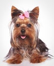 Happy yorkshire terrier puppy dog lye down Royalty Free Stock Photo