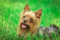 Happy yorkshire terrier puppy dog panting in the grass Royalty Free Stock Photo