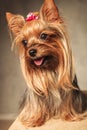 Happy yorkshire terrier puppy dog panting