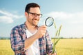 Happy young agronomist or farmer inspecting wheat plant stems with a magnifying glass