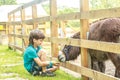 Happy young boy feeding donkey on farm Royalty Free Stock Photo