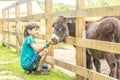 Happy young boy feeding donkey on farm Royalty Free Stock Photo