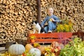 Happy young boy sitting with a pumpkins and cat. Autumn Royalty Free Stock Photo