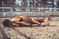 Happy young chestnut budyonny gelding horse laying in sand in paddock in warm spring daytime