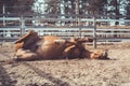 Happy young chestnut budyonny gelding horse rolling in sand in paddock in spring daytime Royalty Free Stock Photo
