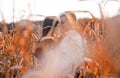 Happy young couple kiss in autumn corn field Royalty Free Stock Photo