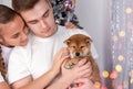 A young man gives a Shiba inu puppy as a Christmas gift to his girlfriend Royalty Free Stock Photo