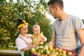 The happy young family during picking apples in a garden outdoors Royalty Free Stock Photo