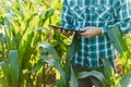 Happy young farmer or agronomist using tablet in corn field. Irrigation system in the background. Organic farming and food Royalty Free Stock Photo