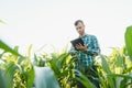 Happy young farmer or agronomist using tablet in corn field. Irrigation system in the background. Organic farming and food Royalty Free Stock Photo