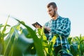 Happy young farmer or agronomist using tablet in corn field. Irrigation system in the background. Organic farming and food Royalty Free Stock Photo