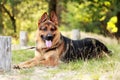 Happy young german shepherd dog with its tongue out lying on the grass Royalty Free Stock Photo