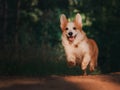 Happy young girl walking in forest with cute orange corgi puppy