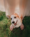 Happy young girl walking in forest with cute orange corgi puppy Royalty Free Stock Photo