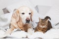 Happy young golden retriever dog and cute mixed breed tabby cat Royalty Free Stock Photo