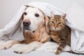 Happy young golden retriever dog and cute mixed breed tabby cat Royalty Free Stock Photo