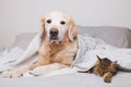 Happy young golden retriever dog and cute mixed breed tabby cat Royalty Free Stock Photo