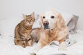 Happy young golden retriever dog and cute mixed breed tabby cat Royalty Free Stock Photo