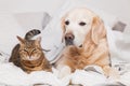 Happy young golden retriever dog and cute mixed breed tabby cat Royalty Free Stock Photo