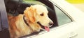 Happy young Golden Retriever dog sitting in car looking out the window Royalty Free Stock Photo