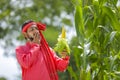 happy young Indian farmer showing corn fruit at field Royalty Free Stock Photo