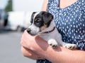 Happy young Jack Russel terrier dog, white and brown color, eight weeks old, face and eyes close up, a woman has the dog Royalty Free Stock Photo