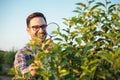 Happy young male agronomist or farmer inspecting young trees in a fruit orchard. Using magnifying glass, looking for parasites