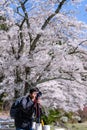 Happy Young man traveling take a photo with beautiful pink Cherry Blossom at Kawaguchiko lake, Yamanashi. Spring Season. landmark