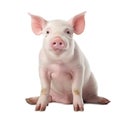 Happy young pig isolated on white background. Funny animals emotions Royalty Free Stock Photo