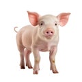 Happy young pig isolated on white background. Funny animals emotions Royalty Free Stock Photo