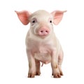 Happy young pig isolated on white background. Funny animals emotions Royalty Free Stock Photo