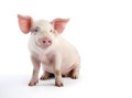 Happy young pig isolated on white background. Funny animals emotions. Royalty Free Stock Photo