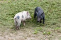 Happy young pigs piglets organic farm, playing outside, grass