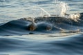 Happy young striped Dolphins while surfing in wave tube